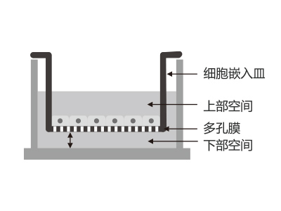 懸掛式設(shè)計(jì)，嵌入皿移細(xì)胞嵌入皿移動(dòng)時(shí)單層細(xì)胞不受影響上部空間 ，還能防止培養(yǎng)液通過中毛細(xì)作用流失