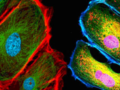 無自發(fā)熒光，成像效果佳，可用于熒光顯微實驗、激光共聚焦顯微實驗、熒光原位雜交（FISH）和相差顯微實驗等